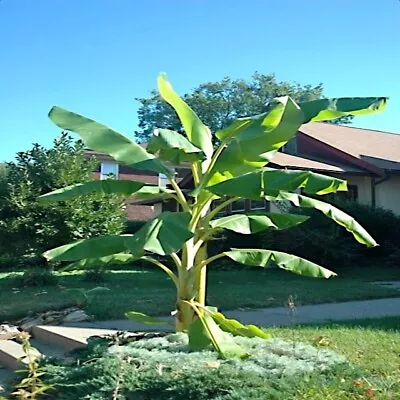 10  DWARF  Cavendish BANANA Tree Seeds Musa Acuminata Hardy Tropical Fruit Plant • $8.95