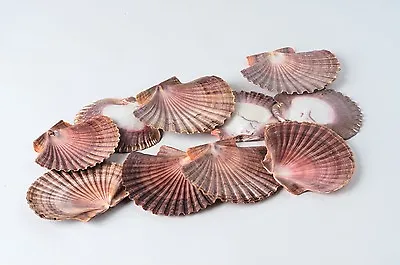 $6.99 • Buy Mexican Flat Sea Shell Beach Craft Scallop 2  - 3  ( 10 PCS )