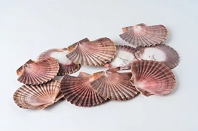 NessaStores Mexican Flat Sea Shell Beach Craft Scallop 2  - 3  ( 10 PCS ) #JC-30 • $12.25