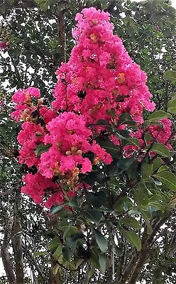 Hot Pink Crepe Myrtle Bush Tree Live Plant 6  Rooted Cutting Flower Shrub Crape • $18.99