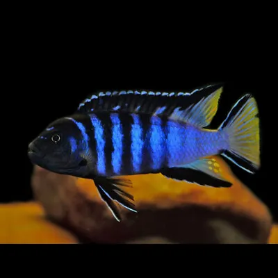 Elongate Mbuna Cichlid | Chindongo Elongatus | Slender Mbuna | Lake Malawi • £7.59