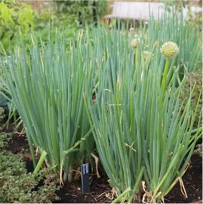 Welsh Onion 1 X Plant Allium Fistulosum Herb Bunching Perennial Vegetable • £5.99