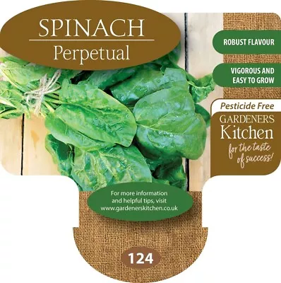 Spinach Plants 'Perpetual' - 6 X MEDIUM Plug Vegetable Plants. • £9.99