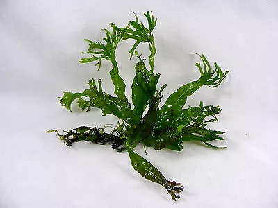 Fern Lace Microsorum Pteropus V. Windelov Live Freshwater Aquarium Plant • $13.95