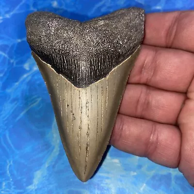 Megalodon Shark Tooth 3.86” Huge Teeth Meg Scuba Diver Direct Fossil Nc 2860 • $26