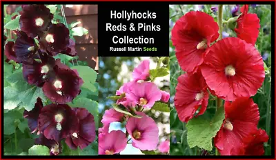 Hollyhocks Reds & Pinks Collection Alcea Seeds • £1.99