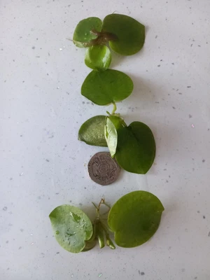 £2.59 • Buy 3  X Frogbit Floating Aquatic Plants. JUST DROP IN TANK OR POND. POND PLANTS