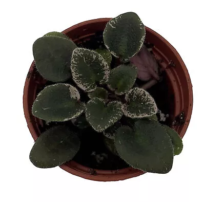 Denver Doll Micro Miniature African Violet - 2  Pot - Violet Collector's Series • $19.99