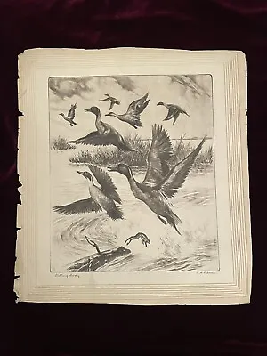 Vintage Art R.H. Palenske Etching Print - Getting Away - Ducks Nature Wildlife • $30