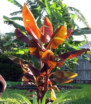 Musa - 'Siam Ruby' - Live Banana Plant • $13.99