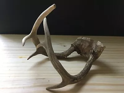 Vintage Pair Of Raw Reindeer Antlers Skull Horns Roe Deer For Wall Home Decor • $56.99