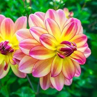 Dahlia PACIFIC OCEAN WATERLILY 1 Live Plant Bulb Tuber YELLOW PINK • $14