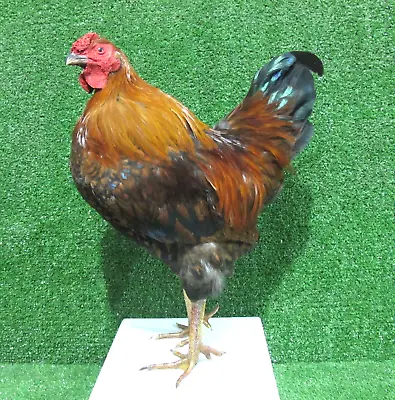 Partridge Wyandotte Rooster Real Bird Taxidermy Mount Poultry • $164.99