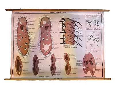 Medical Poster Vintage Paramecium Pull-Down Hanging Wall Poster Chart Science • $85