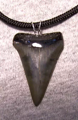 Mako Shark Tooth 1 3/4  Shark Teeth Necklace Fossil Megalodon Diver Polished Jaw • $45