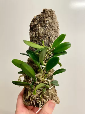 Bulbophyllum Campanulatum | Dwarf Species | SapphireChild Orchids • $35