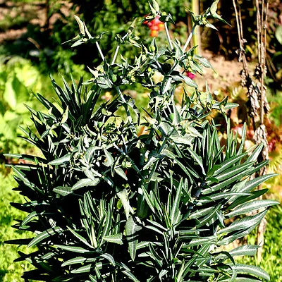£1.25 • Buy Euphorbia Lathryus - Spurge - 10 Seeds - Perennial