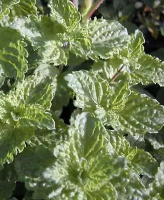 6 Curly Mint Herb Plug Plants *New Pack Perennial Herb Plant* Mint Herb Plant • £12.99