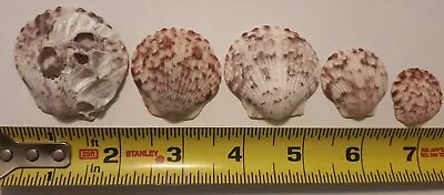 Lot Of 5 Scallop Sea Shells Small Beach Decor Craft Baking Serving Aquarium  • $6.49