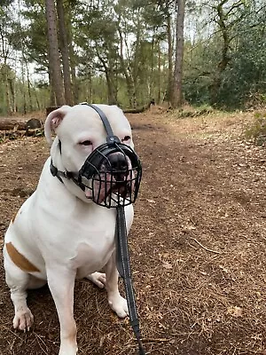 Strong Metal Wire Basket Dog Muzzle  For American Bully   Bully XL & Other • £26.99