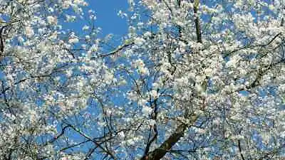 £16.49 • Buy 5x Cherry Plum Trees - Prunus Cerasifera 🌸 Approx 3ft - 60/80cm 🇬🇧 UK Grown