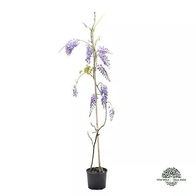 £29.81 • Buy Wisteria Sinensis 1 Painta IN Pot 18 CM - Wisteria, Flowers Violet