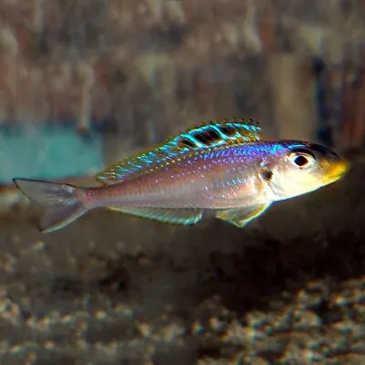 Kekese Yellow Sand Cichlid | Xenotilapia Bathyphilus | Lake Tanganyika Cichlid • £55.66