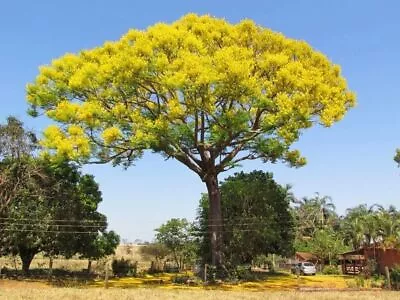  Schizolobium Parahyba  Yellow Jacaranda Tree Seeds Giant Brazilian Fern Tree • £3.66
