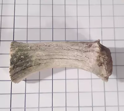 1 Natural Real 6.5   Shed Moose Antler Billet • $19.99