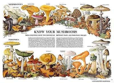 Brand New! Decoration Poster! Room Art! Know Your Mushrooms 12  Long X 16  Wide • $11.99