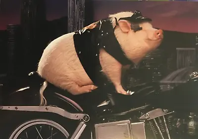 Marcel Schurman- Birthday- Humor-  Hog On A Motorcycle - Pig - Go Hog-wild… • $3.99