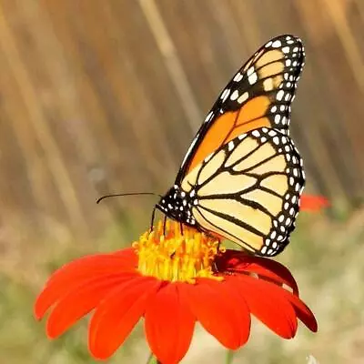 Mexican Torch Sunflower Seeds - Tithonia Rotundifolia - B347 • $2.29