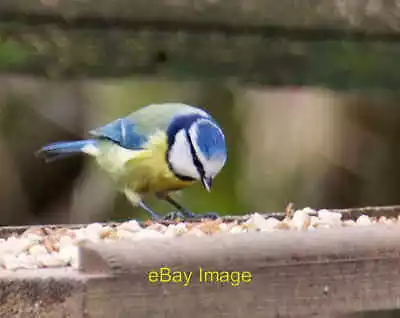 £6 • Buy Photo 12x8 Blue Tit In Humber Bridge Country Park Hessle/TA0326 One Of A  C2022