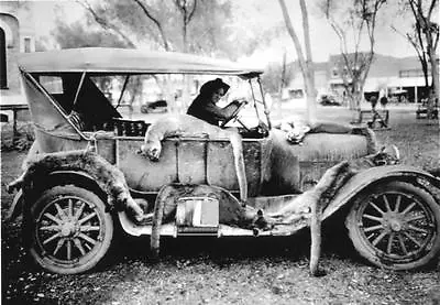 Antique Repro 8x10 Photograph Hunting With Car Full Of Mountain Lions Cougars • $11.99