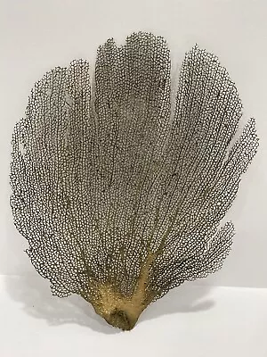 Rare Find  Beautiful Large Coral Natural Sea Fan - Gold Accent Sea Whip 10 X 12 • $45