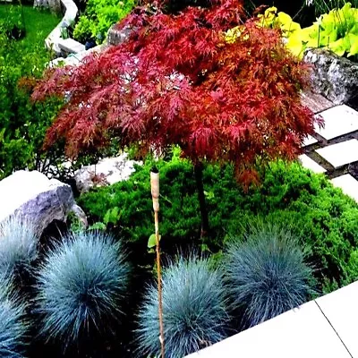 $7.95 • Buy 5 DWARF Japanese Red Linear Leaf Maple Tree Seeds Acer Scolopendrifolium Bonsai