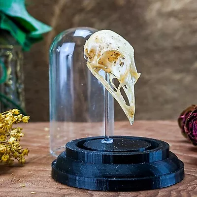 W11g Quail Skull Head Mount Preserved Taxidermy Oddities Curiosities Dome Dsply • $28.99