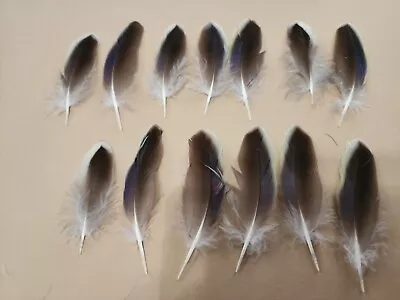 FS17 Lot Of 13 Rosella Parrot Wing Feather • $7.99