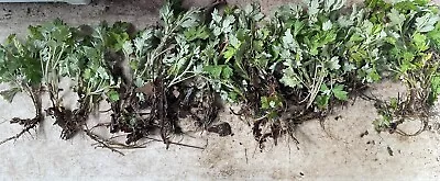 Twenty Bare Root Yomogi Mugwort (Ssuk) | Artemisia Princeps • $20