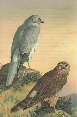 £2.95 • Buy HEN HARRIER  Prey 1970 Vintage Book Print Illustrator John Leigh Pemberton 