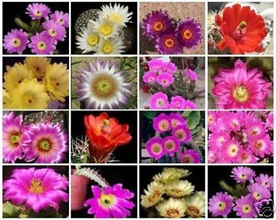 Echinocereus Variety Mix @J@ Rare Cactus Seed 30 SEEDS • $8.99