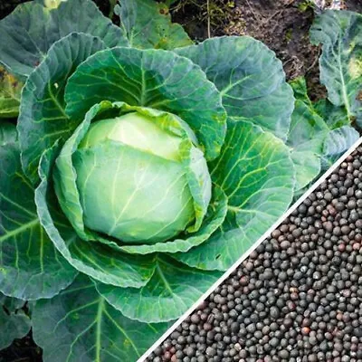 500 SEEDS Cabbage Seeds - All Seasons - Organic • $3