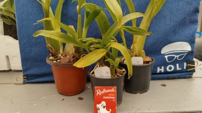 $33 • Buy Orchid Plants 3 Brassia Species