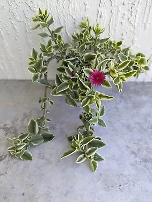 Variegated Baby Sun Rose Succulent Live Plant 2.5  Pot • $7.95