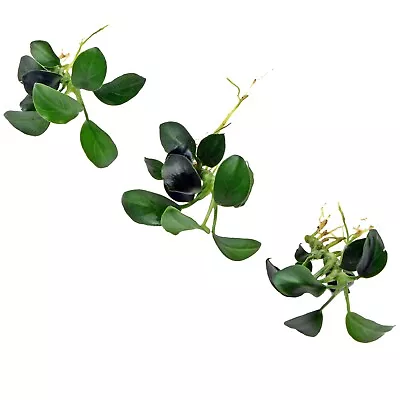 £6.99 • Buy ANUBIAS NANA PETITE X 3 - Mini Nano Dwarf For Wood Live Aquarium Aquatic Plants 