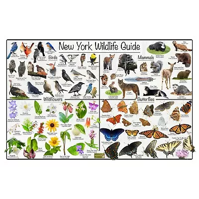 New York Wildlife Guide Nature Poster / IDs Birds Mammals Flowers & Butterflies • $39.99