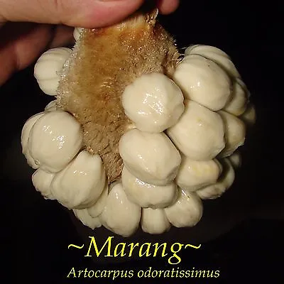 ~MARANG~ Artocarpus Odoratissimus TERAP Taste Of VANILLA ICE CREAM Lg Szd Plant • $99.99