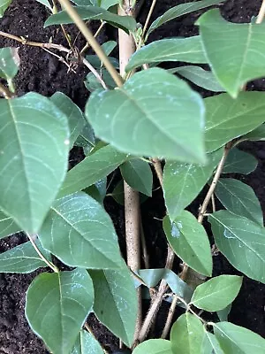 £43.50 • Buy Two Winter Flowering Honeysuckle 'Fragrantissima' 2 Litre Pot (Free UK Postage)