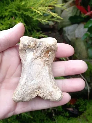 Fossil Bison Toe Bone Foot Fossilized Mammal Iceage UK Pleistocene 100% Genuine • £18.75