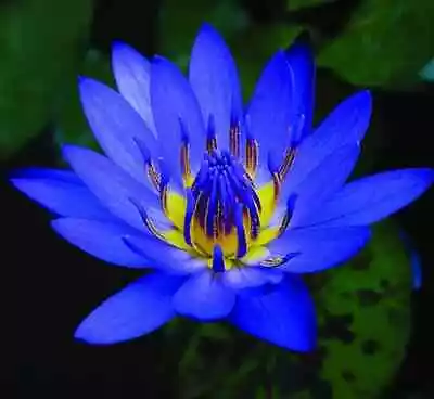 Egyptian Lotus |Blue Lotus Seeds | Nymphaea Caerulea | Ceylon Organic 50 Seeds • £14.47